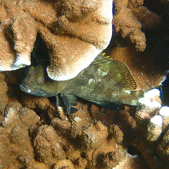 Epinephelus rivulatus