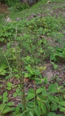 Eragrostis cylindriflora