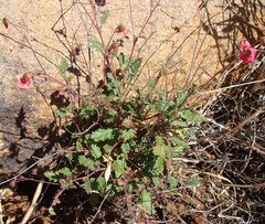 Hermannia grandiflora