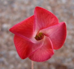 Hermannia grandiflora
