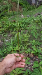 Eragrostis cylindriflora
