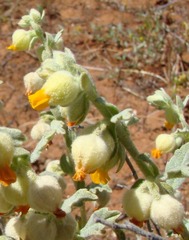 Hermannia johanssenii