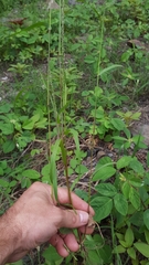 Eragrostis cylindriflora