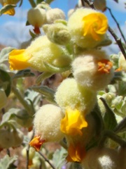 Hermannia johanssenii