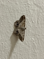 Chiasmia monticolaria