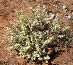 Hermannia johanssenii