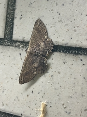 Ruttellerona pseudocessaria