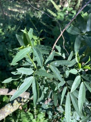 Senna corymbosa