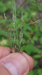 Eragrostis cylindriflora