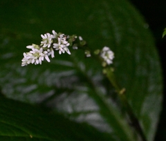 Chloranthus
