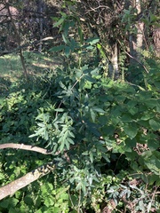 Senna corymbosa