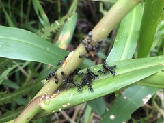 Formicidae