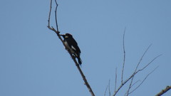 Melanerpes formicivorus