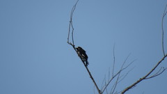 Melanerpes formicivorus