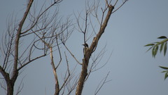 Melanerpes formicivorus