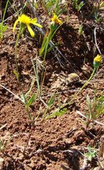 Bertilia hantamensis