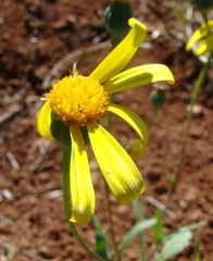 Bertilia hantamensis