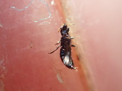 Liothrips