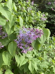 Syringa vulgaris