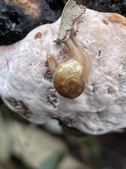 Helicarion mastersi