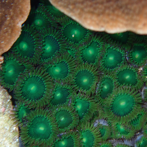 Zoanthus gigantus