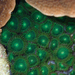 Zoanthus gigantus