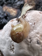 Helicarion mastersi