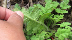 Eucrypta chrysanthemifolia