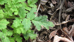 Eucrypta chrysanthemifolia
