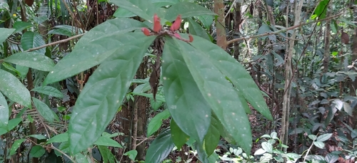 Symplocos macrophylla observed 2022-04-30