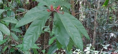 Symplocos macrophylla rosea