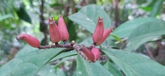Symplocos macrophylla rosea