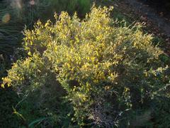 Crotalarieae