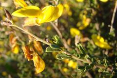 Crotalarieae