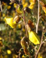 Crotalarieae