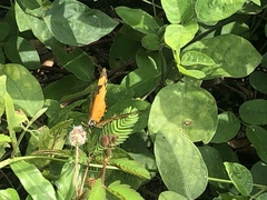 Nymphalidae