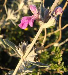 Stachys rugosa