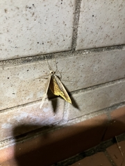 Pareumelea eugeniata