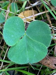 Oxalis purpurea