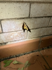 Pareumelea eugeniata