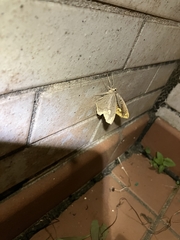 Pareumelea eugeniata