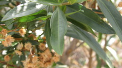 Baccharis salicifolia