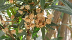 Baccharis salicifolia