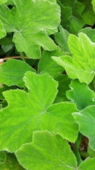 Pelargonium tomentosum