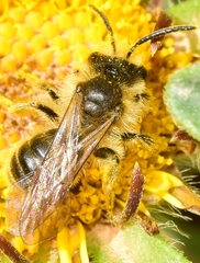 Lasioglossum
