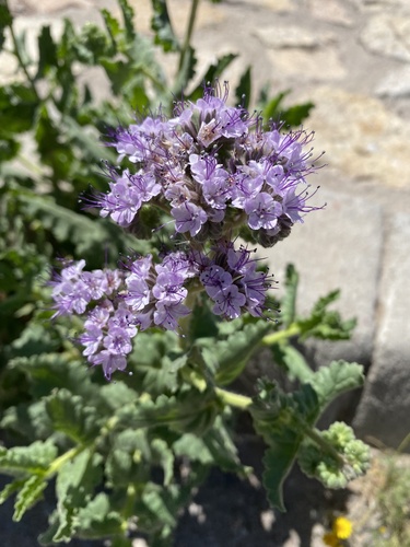 gypsum phacelia