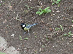 Parus major