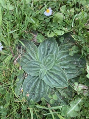 Plantago