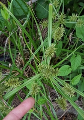 Cyperus luteus