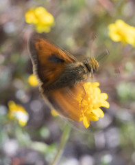 Ochlodes agricola
